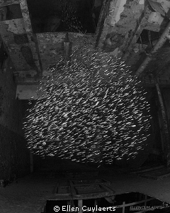 Silversides inside of the Ex-USS Kittiwake by Ellen Cuylaerts 